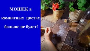 Избавилась от МОШЕК на Комнатных цветах за 1 обработку.