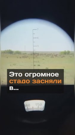 Огромное стадо сайги сняли в Костанайской области, граничащей с Россией