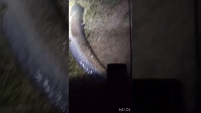 Ночной улов гигантов.