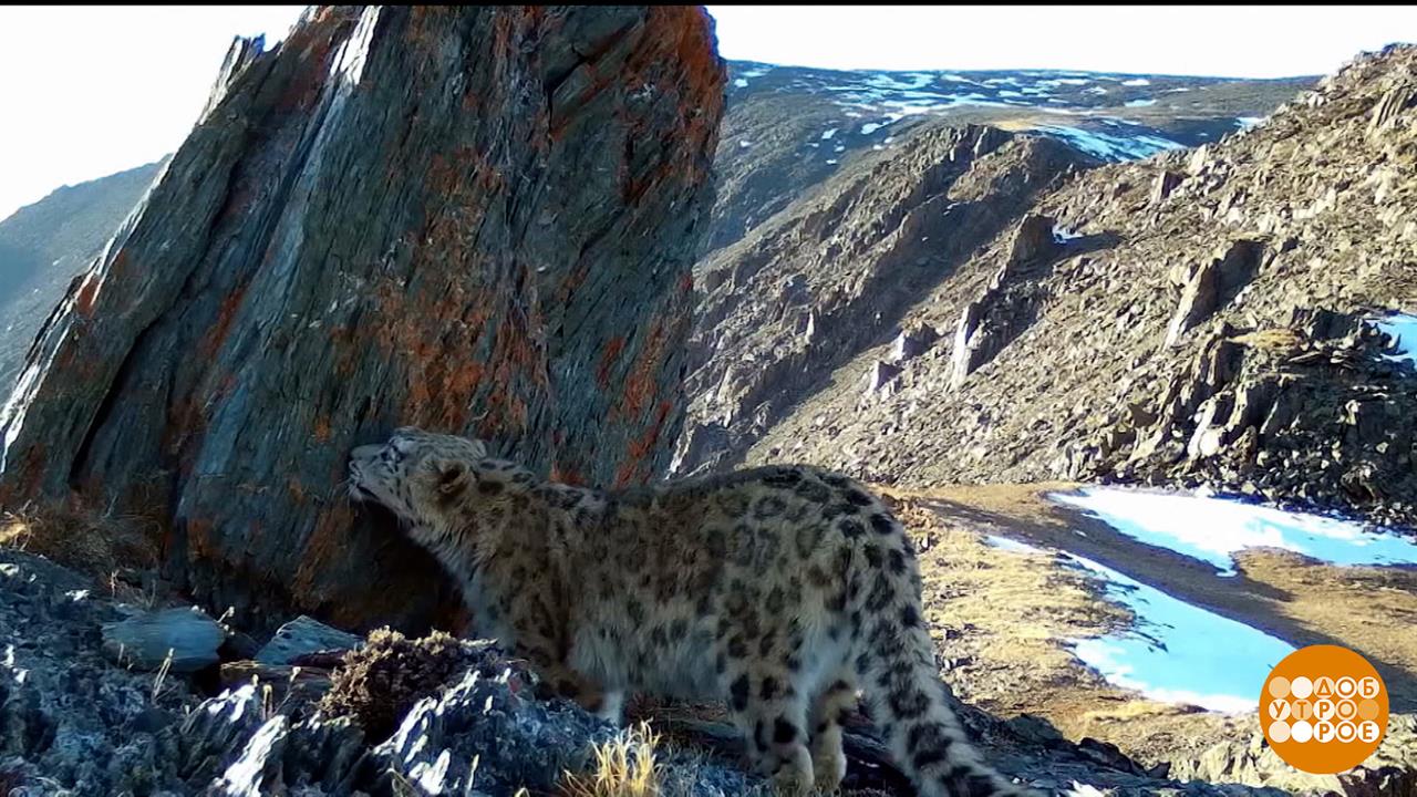 Ирибисы, сколько вас? Доброе утро. Фрагмент выпуска от 26.05.2025