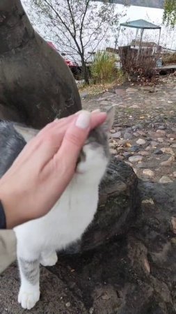Бездомная кошка просит еду у памятника кошке