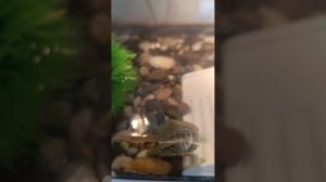 🐢 Мои черепашки 🐢