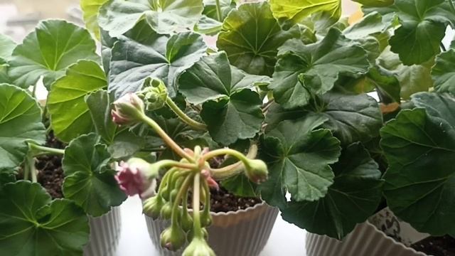 Как всё закрутилось и понеслось)) смотреть онлайн