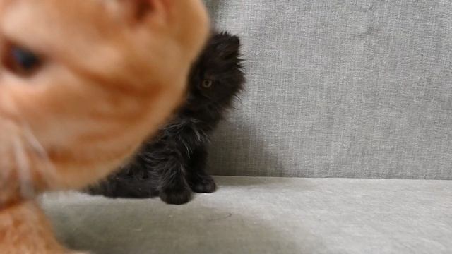 DSC_2365 смотреть онлайн