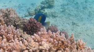 Два аравийских ангела на малом рифе ШСБ 20.05.25