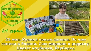 Купила новые семена.По чем семена в Рязани.Сею морковь и редиску. Цветет клубника и барбарис.21 мая