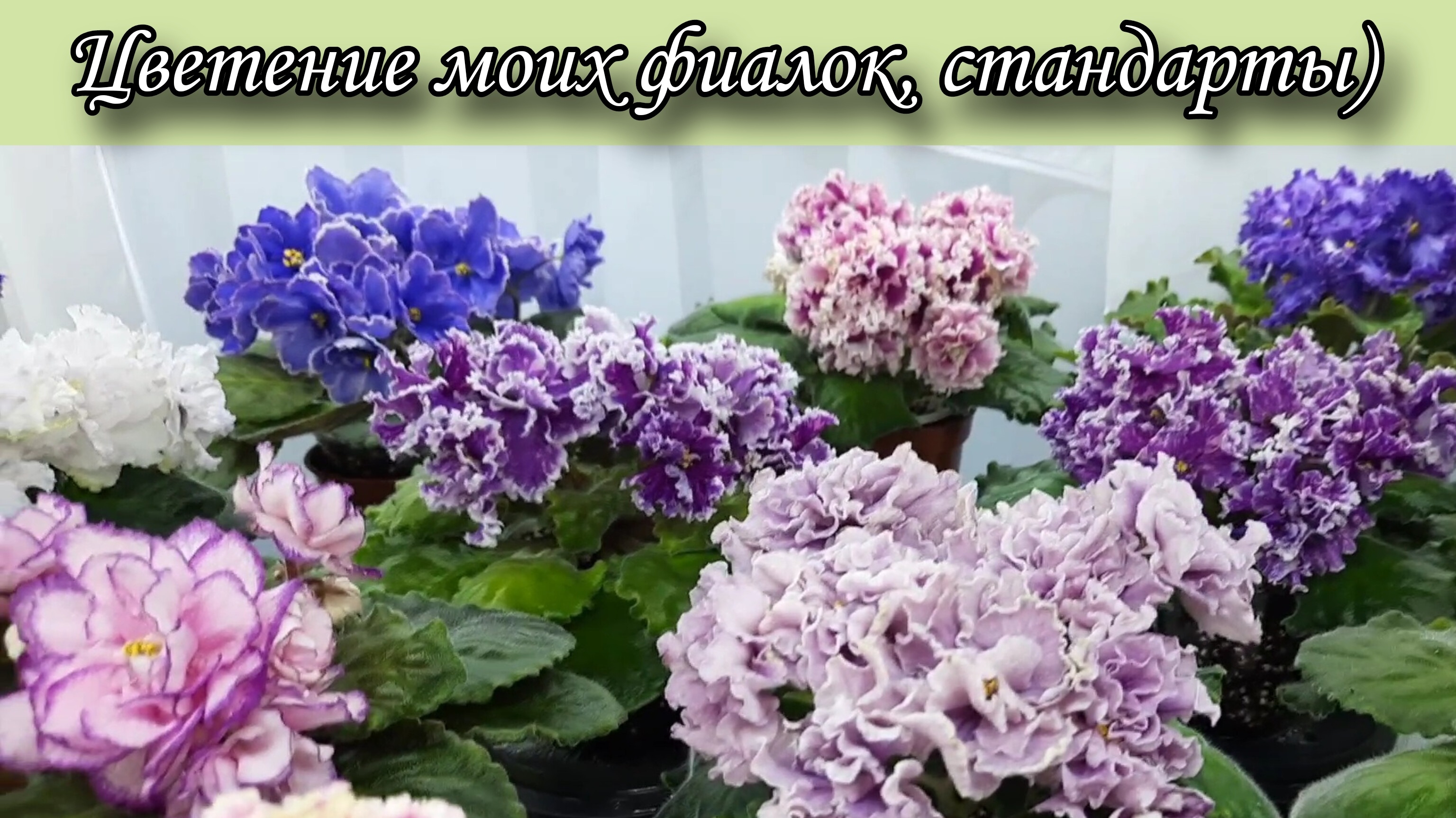 Цветение моих фиалок! Стандартные сорта) 26.05.25г.