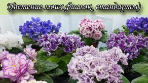 Цветение моих фиалок! Стандартные сорта) 26.05.25г.