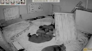 Медвежата уже спасть легли- один еще ползает-ему не спится