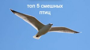 Топ 5 смешных птиц