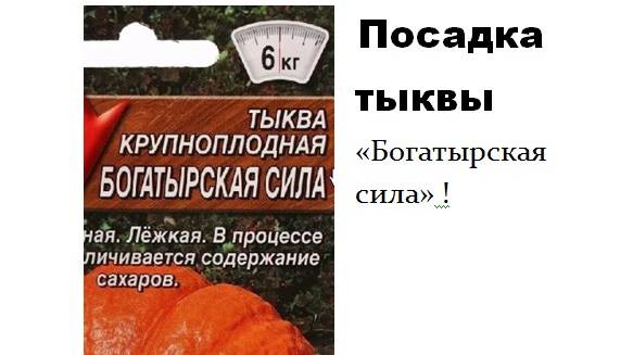 Посадка тыквы сорта "Богатырская сила" #топыкатегорий