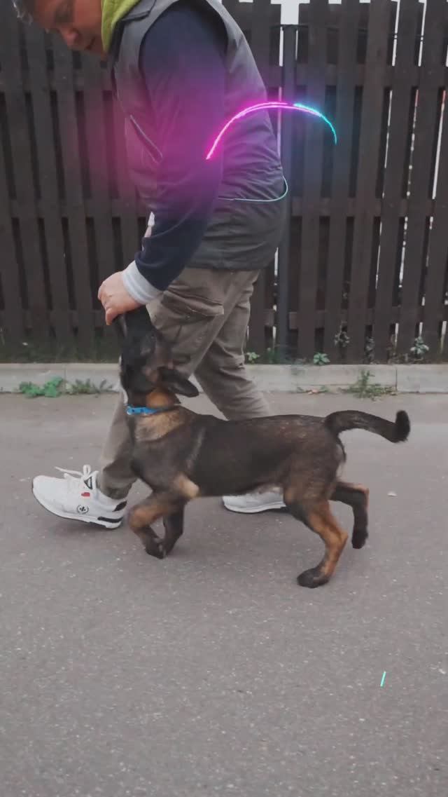 Как заниматься с щенком в 3 месяца? Дрессировка без кинолога. #shorts #дрессировкащенка #малинуа смотреть онлайн