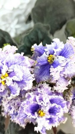 Фиалка БР-Зимняя Метель