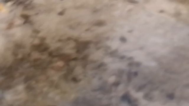 Пёс Тотоша и папа на берегу Святого озера общаются с у? смотреть онлайн