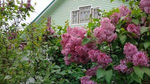 Сирень у дома!