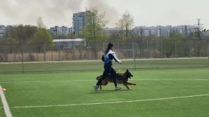 1 Отл. КЧК Steel Inside VESURI +++ №62 / КЧК ХАБАРОВСК 11 мая`25 Е.Шайхудинов Моно немецких овчарок