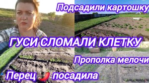 ГУСИ СЛОМАЛИ КЛЕТКУ. ПОСАДИЛА ПЕРЕЦ. ПОДСАДИЛИ КАРТОШКУ. ПРОПОЛОЛА МЕЛОЧЬ