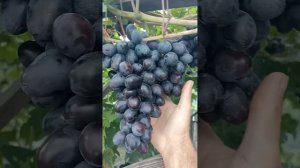 Посланник гибридная форма винограда. Melting Ocean.