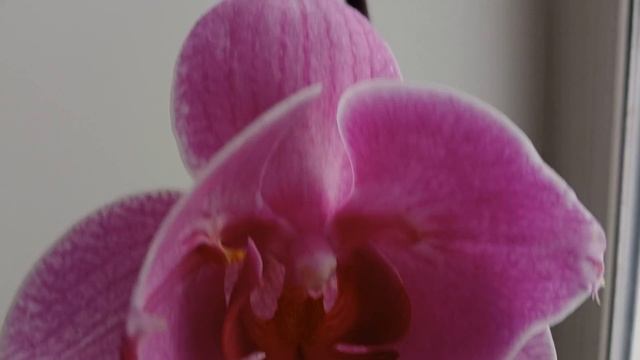 Продолжение цветения орхидеи бабочки Champion Lightning. 2024 го смотреть онлайн