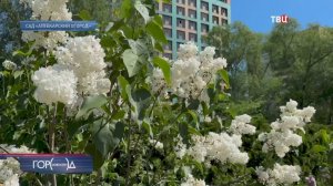 В Аптекарском огороде открылась выставка сирени / Город новостей на ТВЦ