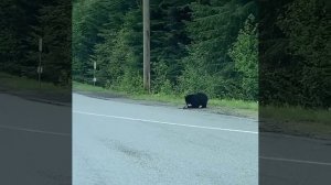 Охотится на зайца 🐻