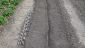 Посев арбузов в открытый грунт