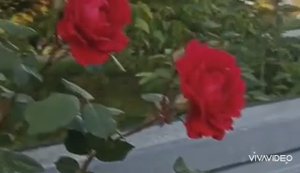 САД-ОГОРОД. КРАСНОДАРСКИЙ КРАЙ.