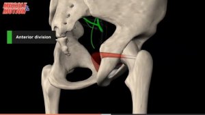 Крестцовое сплетение. Анатомия крестцового сплетения