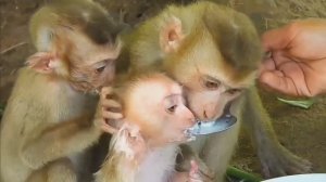 Обезьянок ТРОИХ МАЛЫШЕК нашли в лесу С ЛОЖКИ поили МОЛОКОМ Погладил Они уснули ДОБРАЯ ИСТОРИЯ