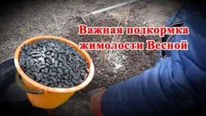 Срочно подкормите Жимолость! Важное удобрение для увеличения урожая плодовых кустарников.