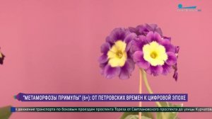 «Метаморфозы примулы»: от петровских времён к цифровой эпохе