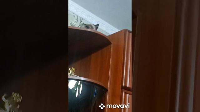 Попытка номер пять//знакомство Ротвейлера с котиком п? смотреть онлайн