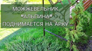 МОЖЖЕВЕЛЬНИК "АЛЬПИНА" ПОДНИМАЕТСЯ НА АРКУ. 25.05.2025г.