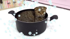 ДИАНА И РОМА - Диана Рома и их Приключения с Кошками в мультяшном мире