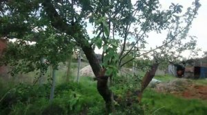 Белая медовая слива в нашем саду