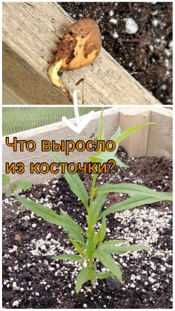 Что это выросло? 🤔🌱