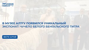 В музее АлтГУ появился уникальный экспонат: чучело белого бенгальского тигра | Вести Алтай