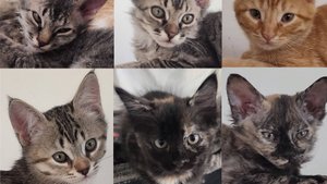 Котята-метисы