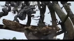 анаконда (5)