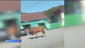 В Башкортостане заметили корову с шиной на шее