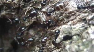 Ants on the tree - Муравьи на дереве