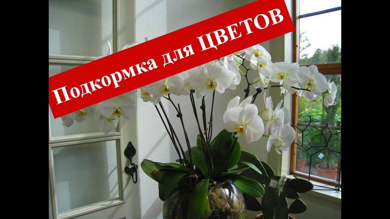 Шикарная подкормка для Комнатных Цветов. Увеличиваем Бутоны и развиваем корневую систему.