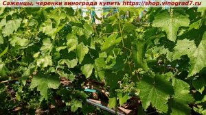❓Для чего перед цветением я выкладываю соцветья? 
Посмотрите на Кишмиш Атику- соцветья не выложены.
