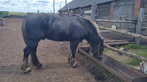 Жеребец выпустили к кобылам в табун