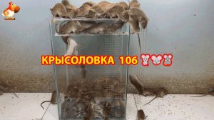 Крысоловка вариант (106) 🐀 Как сделать крысоловку своими руками и поймать кучу крыс 🐀🐁🐀