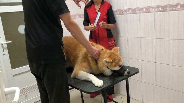 VLOG: День Благодарения!!! Аки сходил на Груминг!!! Экспресс-линька! Брекеты смотреть онлайн