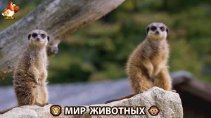 Животный мир планеты – красота и грация созданий Природы 🦁🦚🐵 Выпуск (66) 🐻🦉🦝