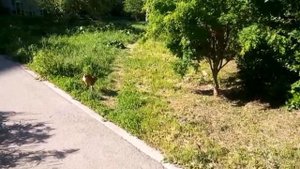 Кошка в окрошке