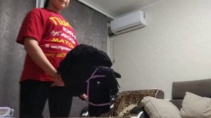 Хоббихорсинг/hobbyhorse 🏇|Тренировка| #хоббихорсинг #вроссии
