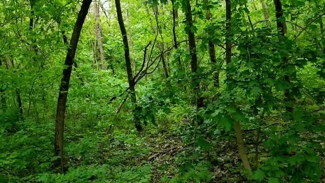 САМВЕЛ АДАМЯН ИРА ОТЧИТАЛА НАДЮ. НАДЯ ОГРЫЗАЛАСЬ праз?